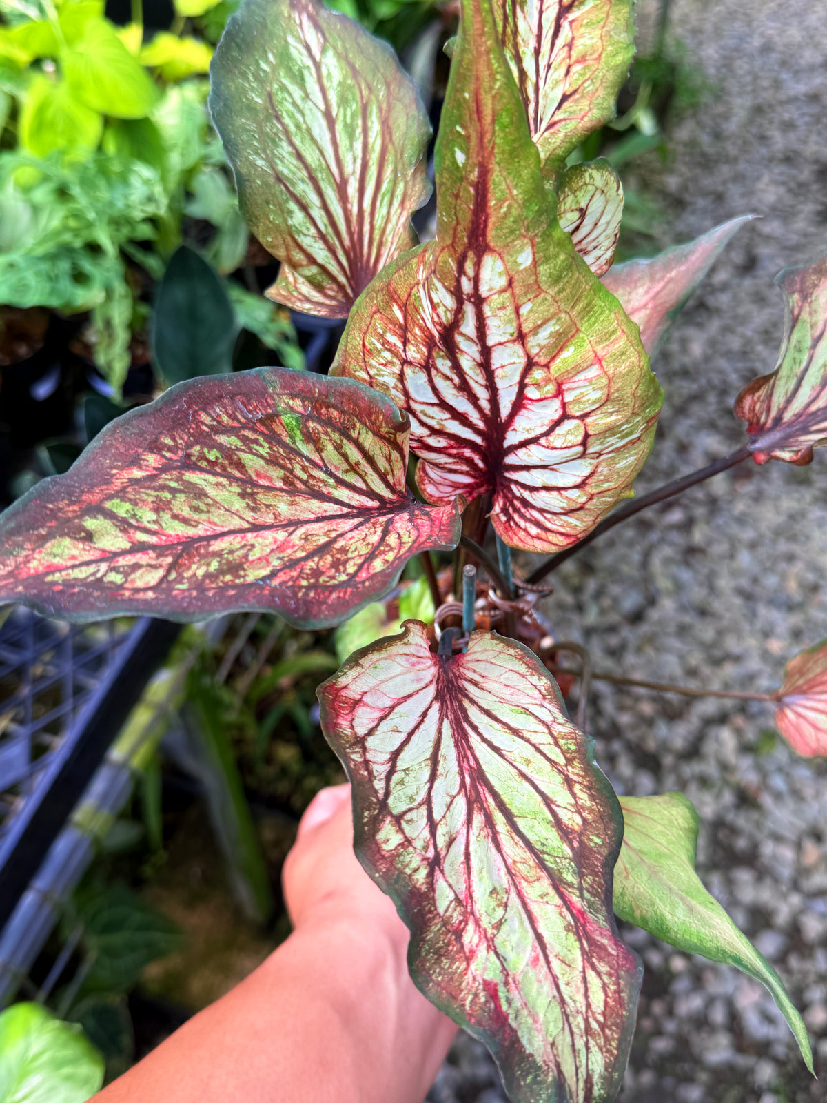 Caladium Hybrid S57