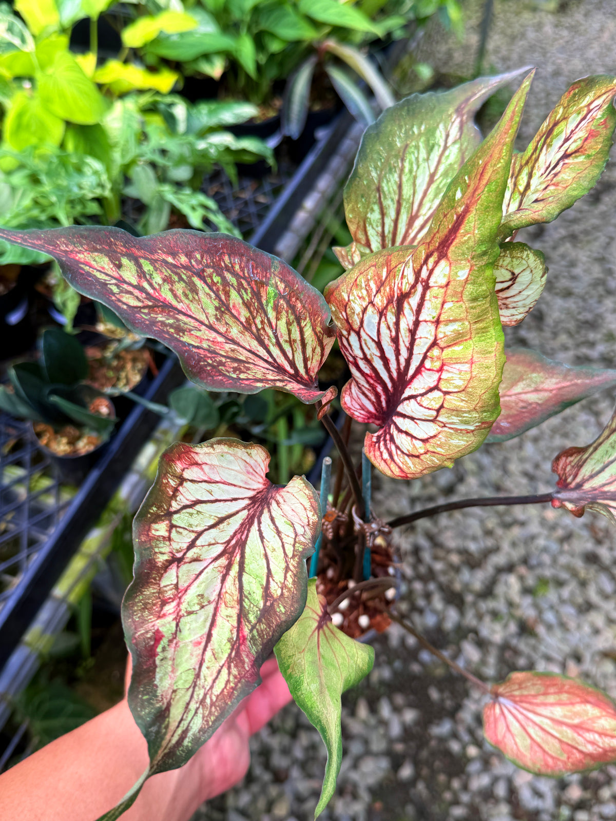 Caladium Hybrid S57