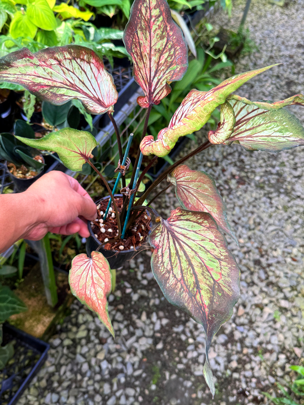 Caladium Hybrid S57