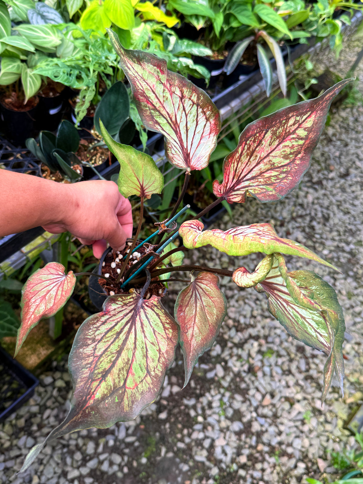 Caladium Hybrid S57