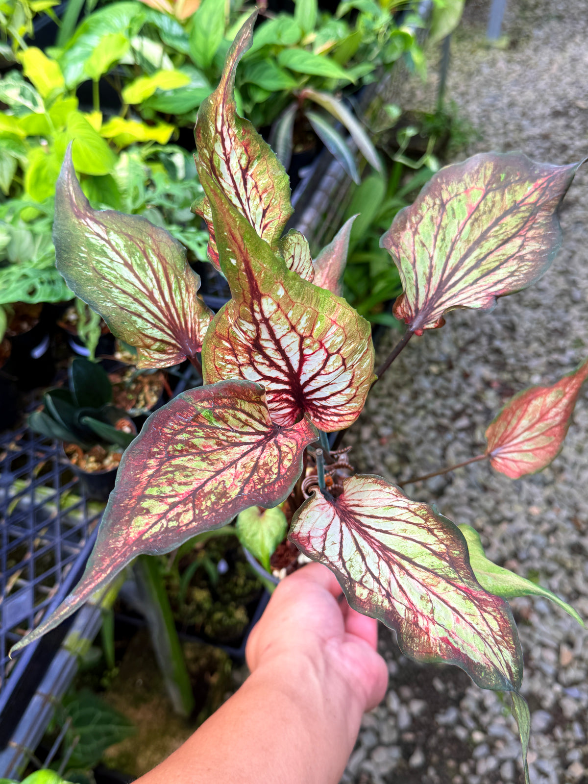 Caladium Hybrid S57