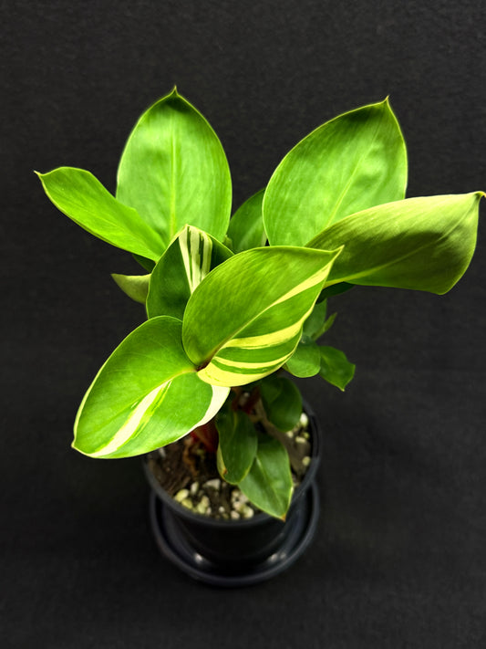 Pleuranthodium schlecteri 'Variegated Dwarf Ginger' - Rarely Offered G39