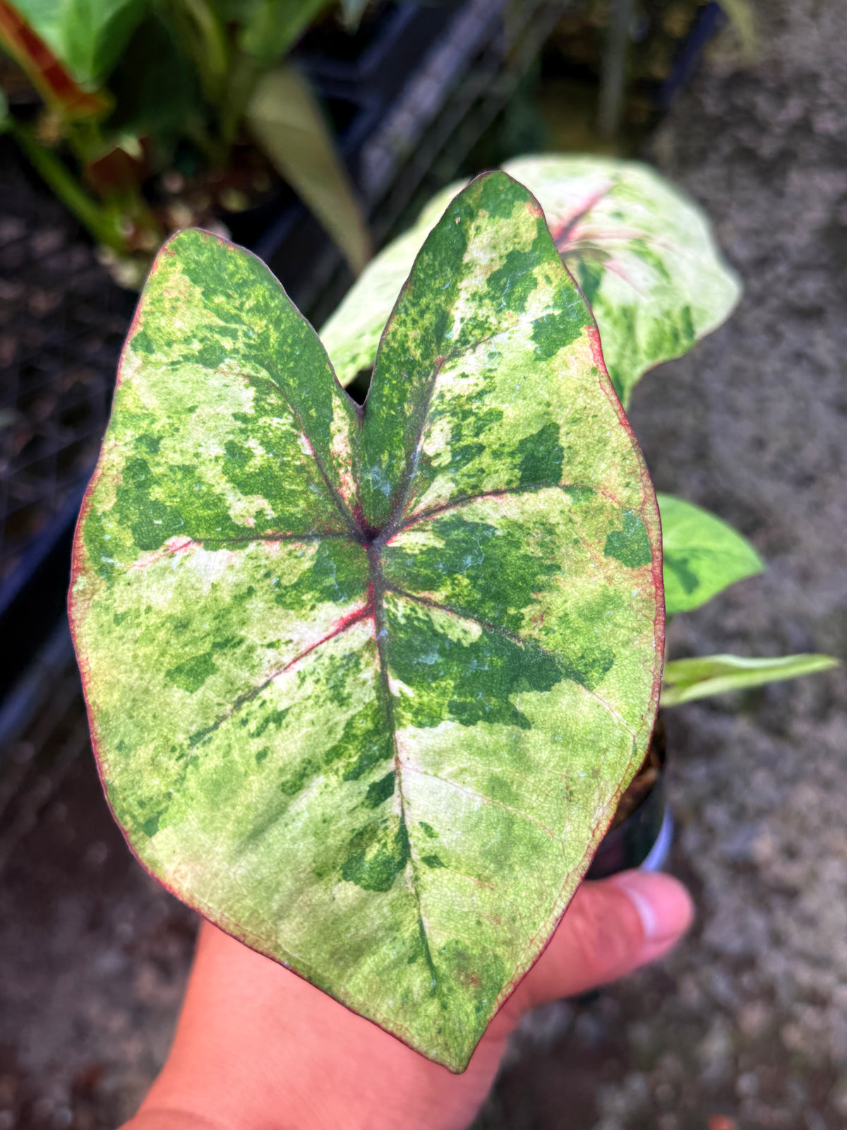 Caladium Hybrid S60
