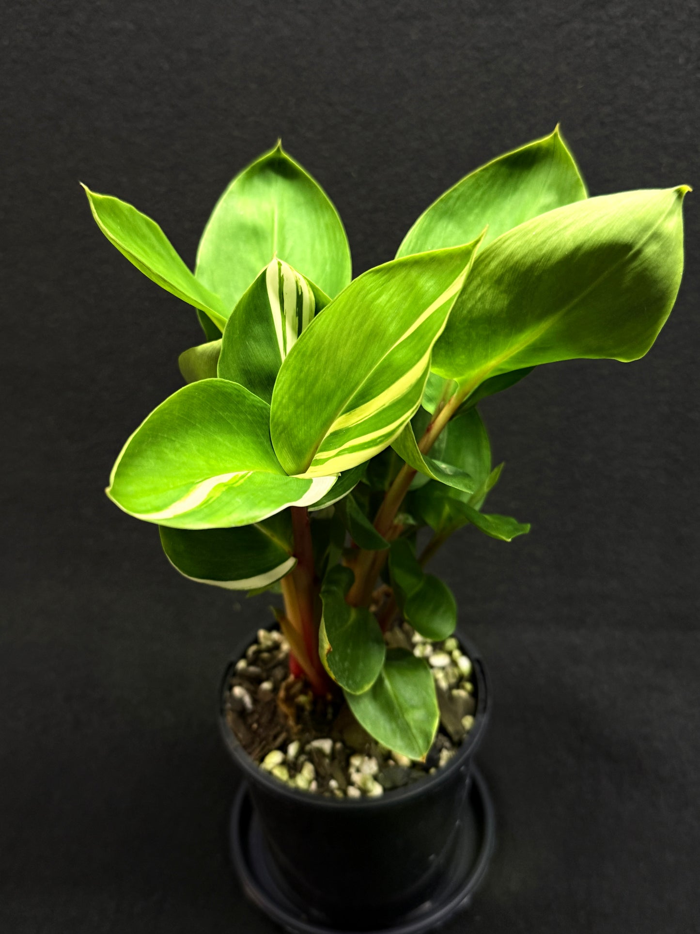 Pleuranthodium schlecteri 'Variegated Dwarf Ginger' - Rarely Offered G39