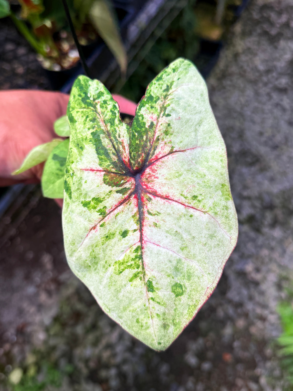 Caladium Hybrid S60