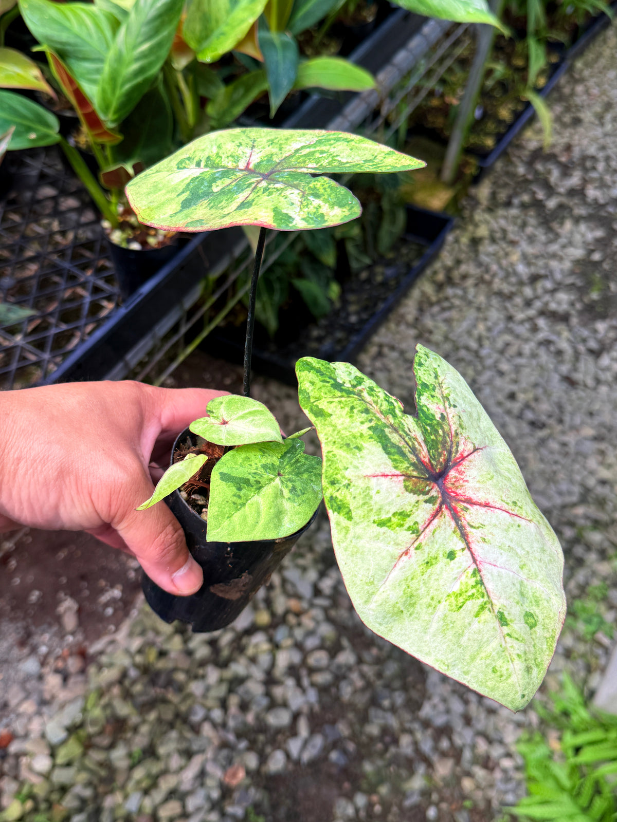 Caladium Hybrid S60
