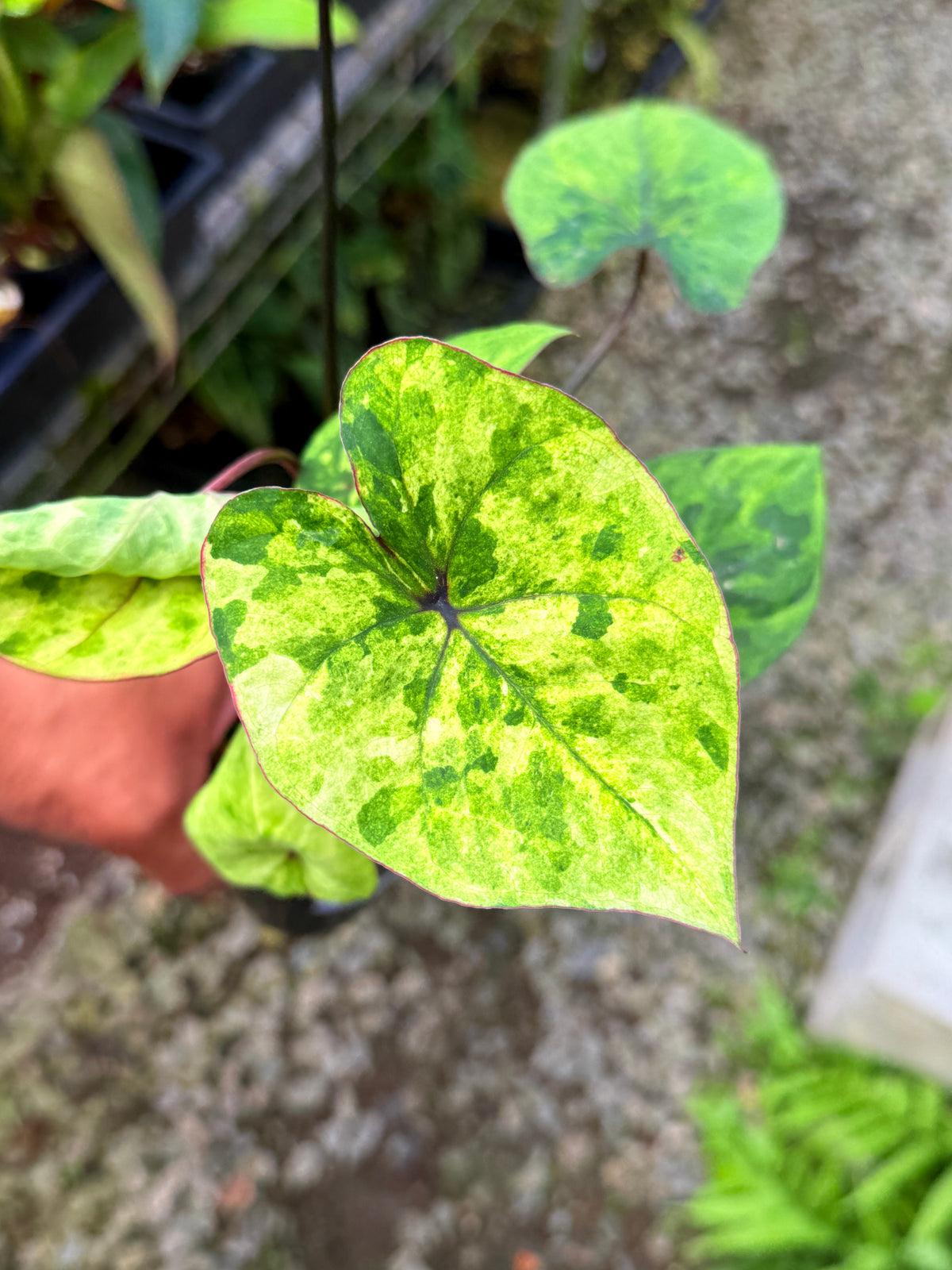 Caladium Hybrid S59