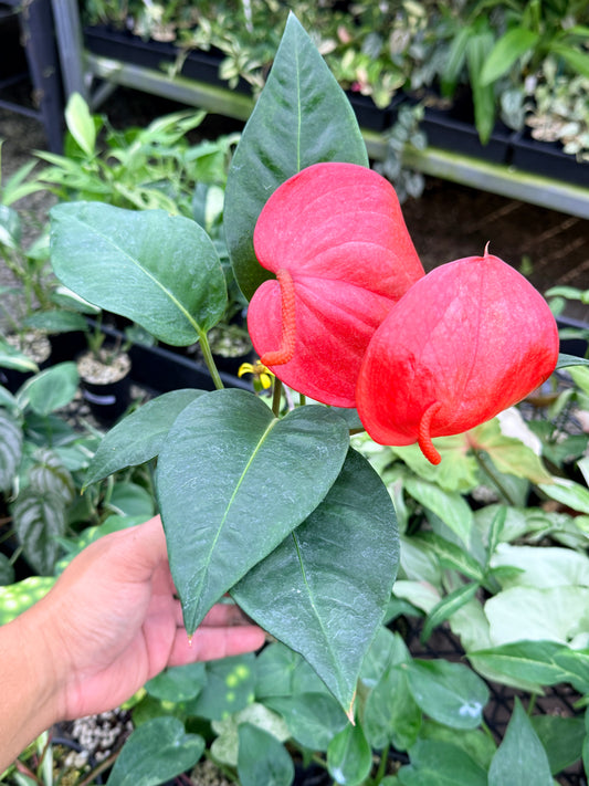 Anthurium 'Christine Red' J62