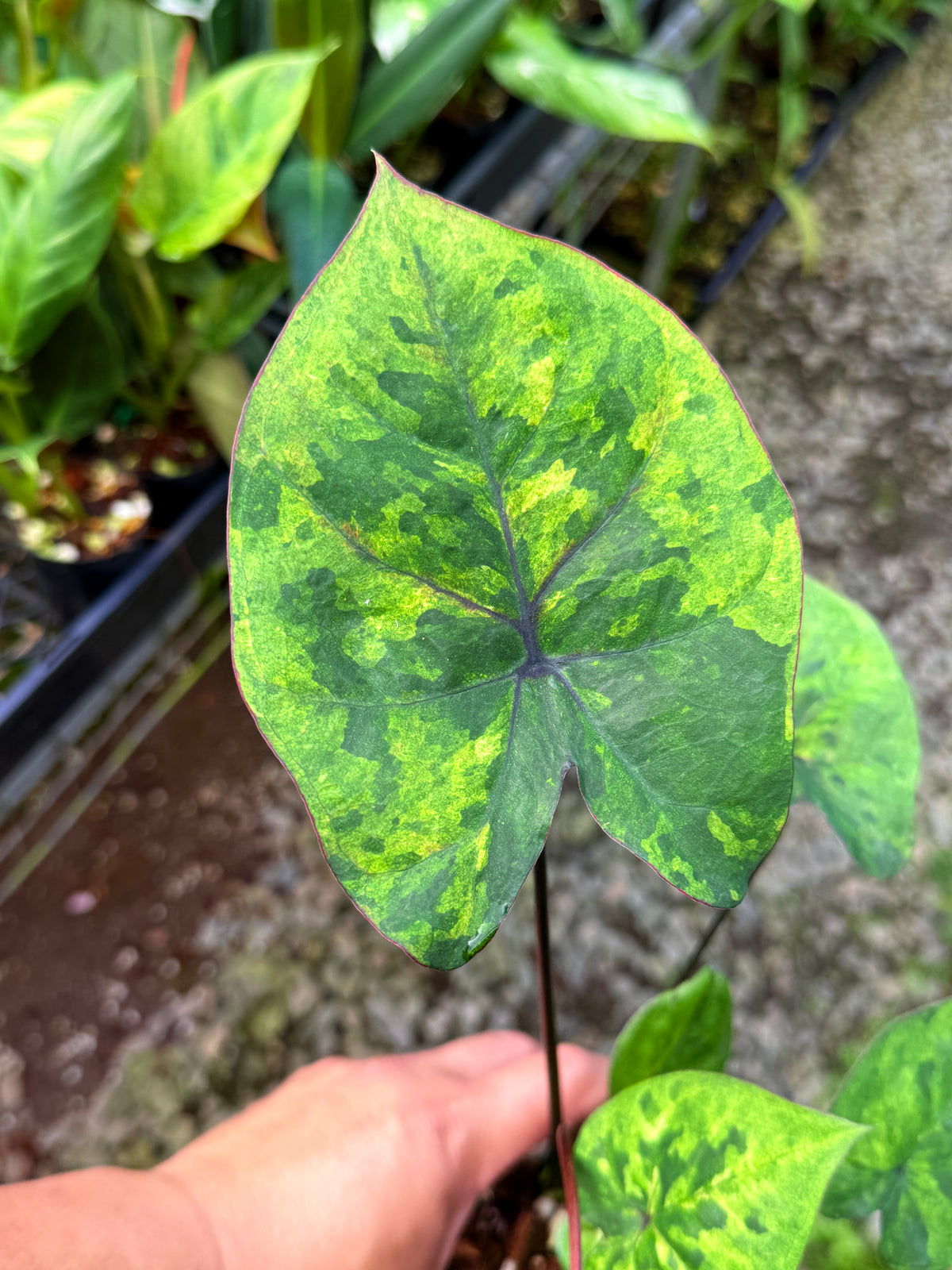 Caladium Hybrid S59