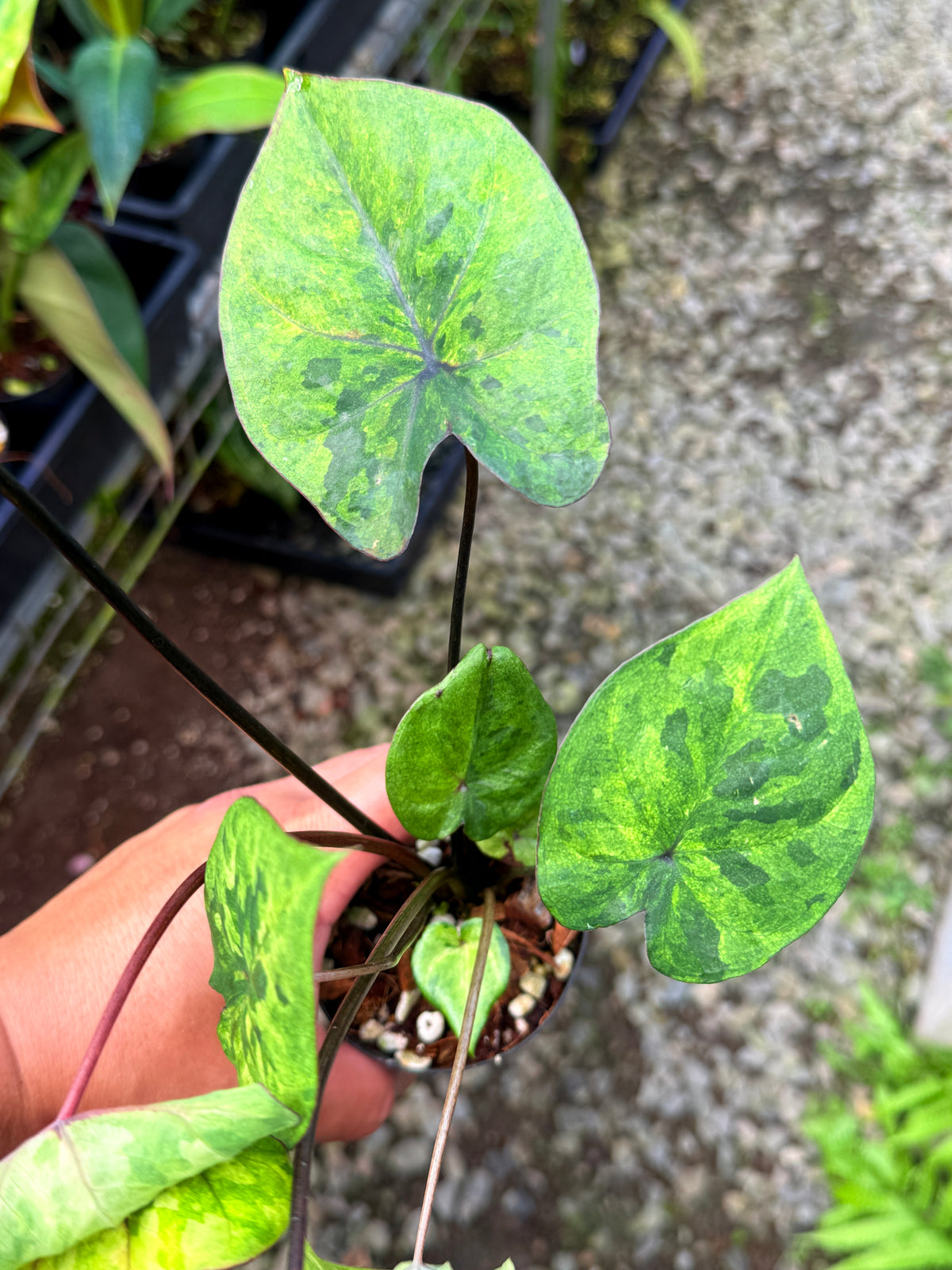 Caladium Hybrid S59