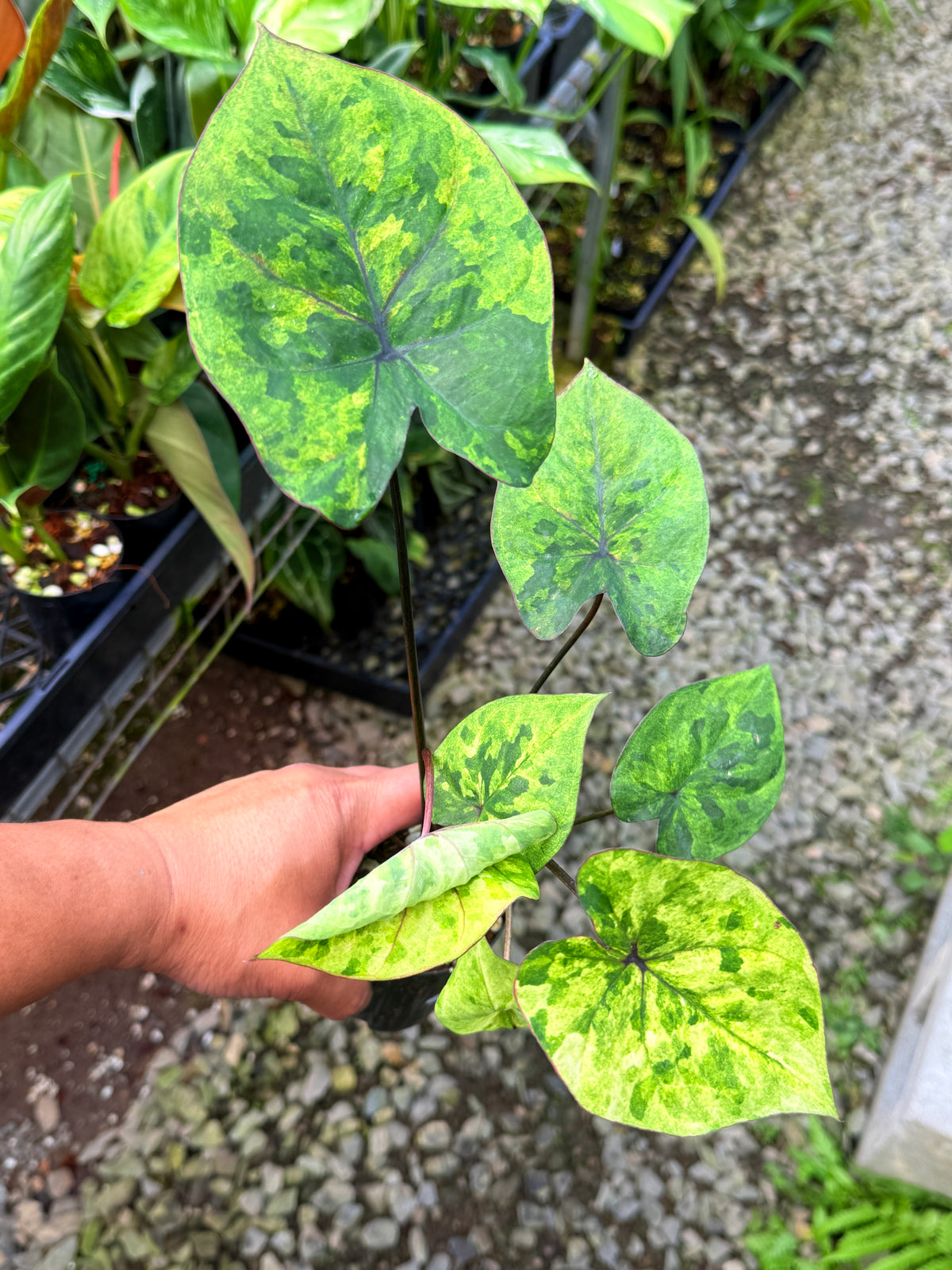 Caladium Hybrid S59