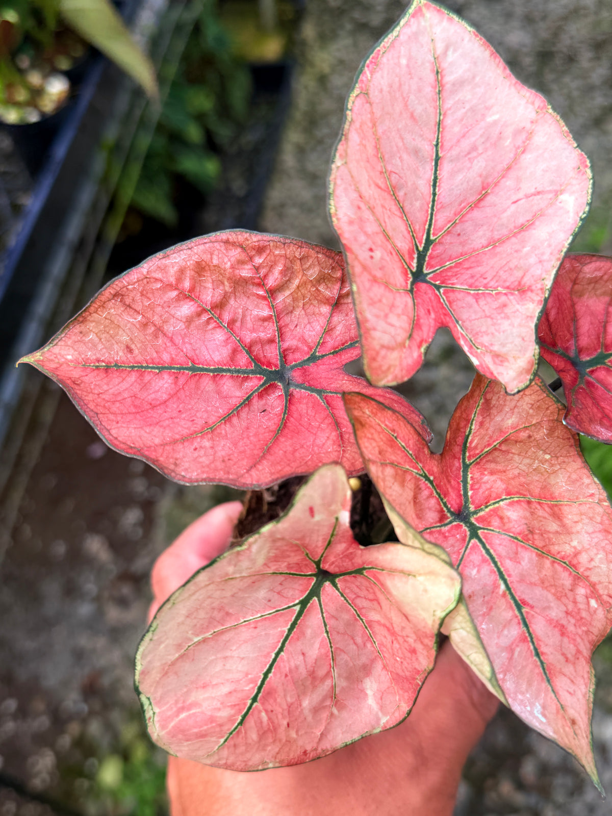 Caladium Hybrid S53