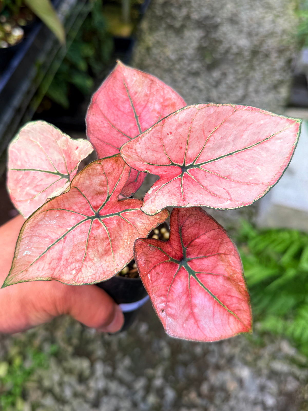 Caladium Hybrid S53