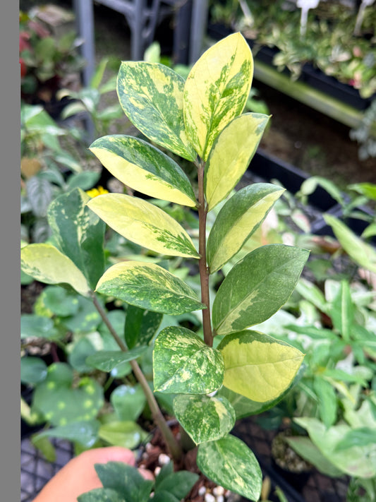 Zamioculcas zamiifolia 'Variegata' M35