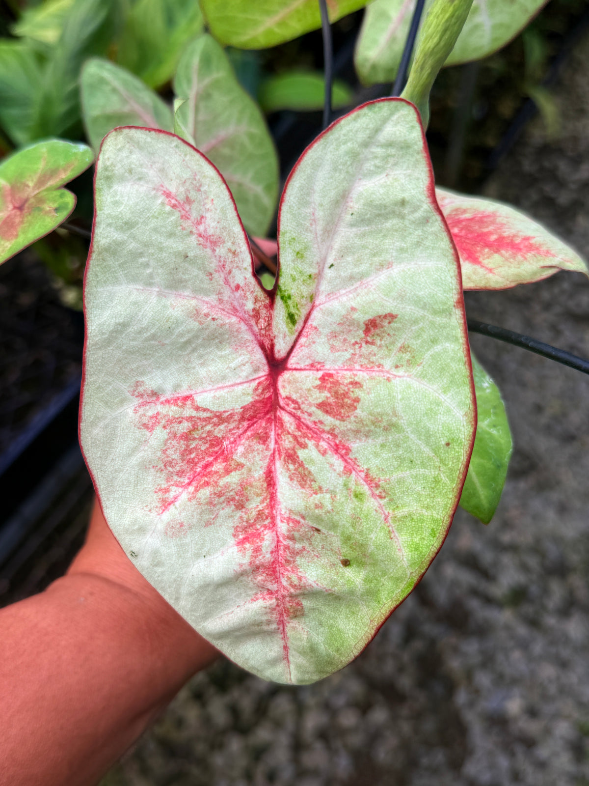 Caladium Hybrid S61