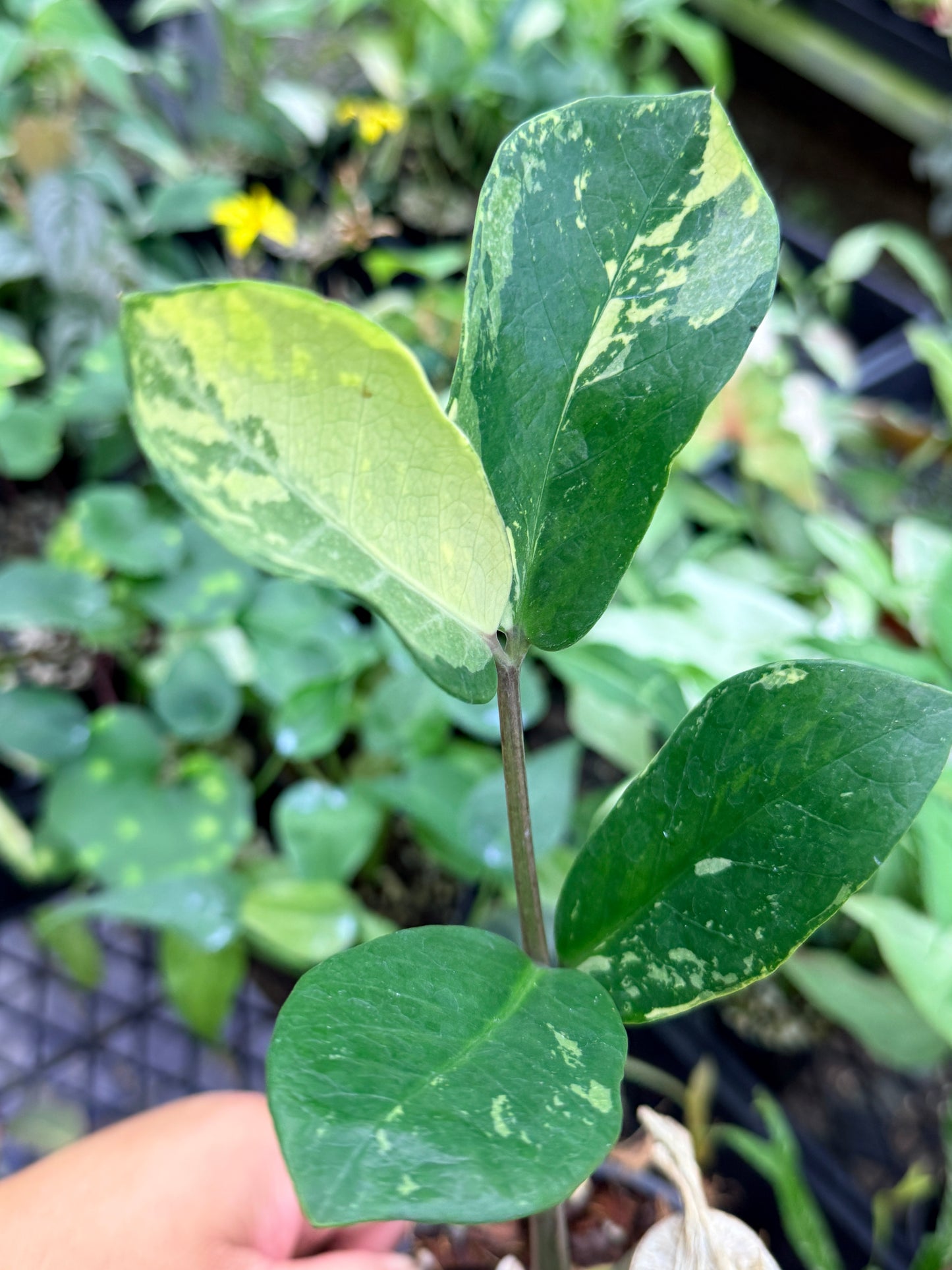Zamioculcas zamiifolia 'Variegata' M35