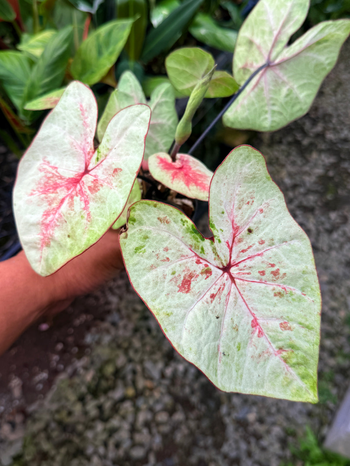 Caladium Hybrid S61