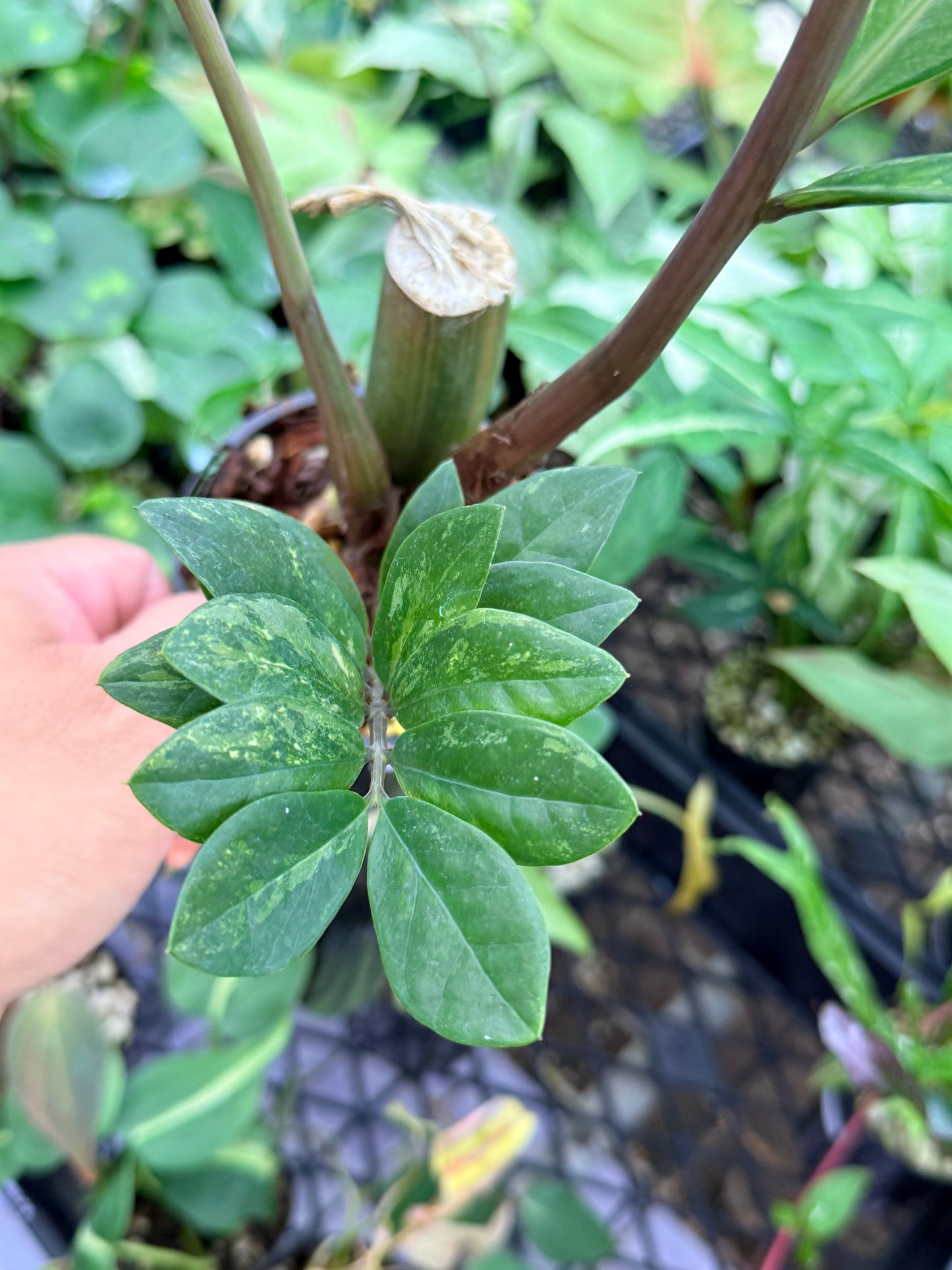 Zamioculcas zamiifolia 'Variegata' M35