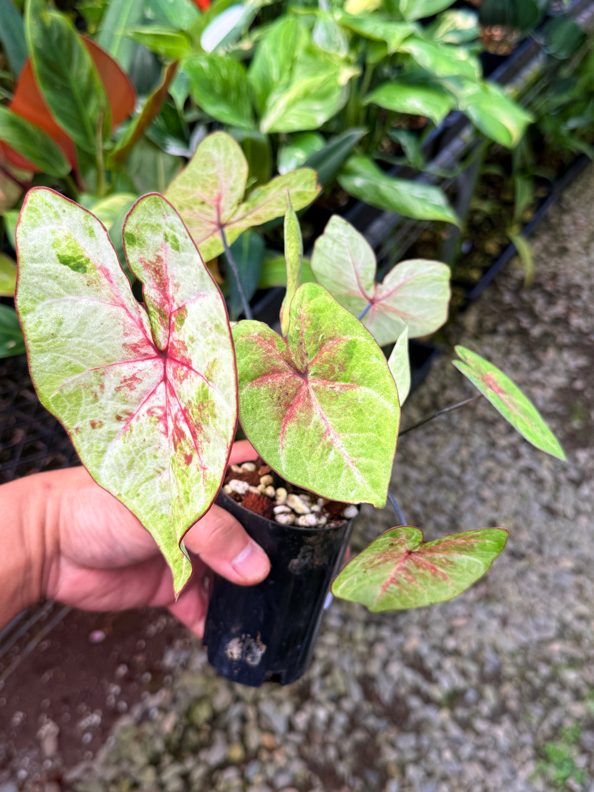 Caladium Hybrid S61