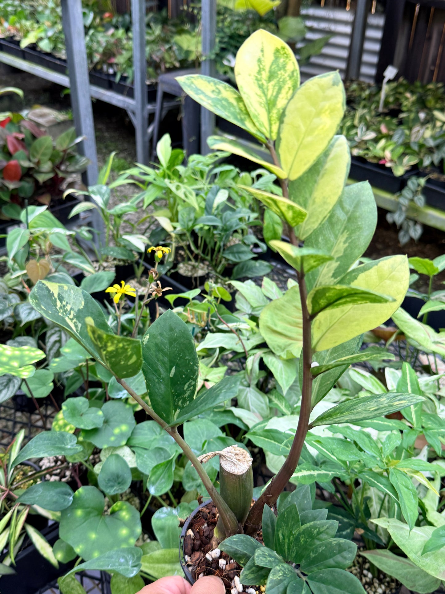 Zamioculcas zamiifolia 'Variegata' M35