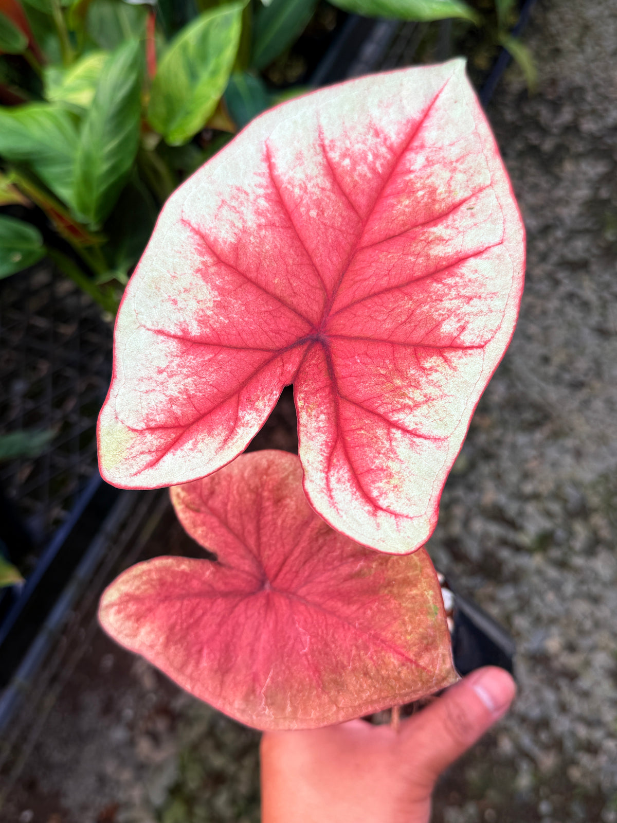 Caladium Hybrid S63