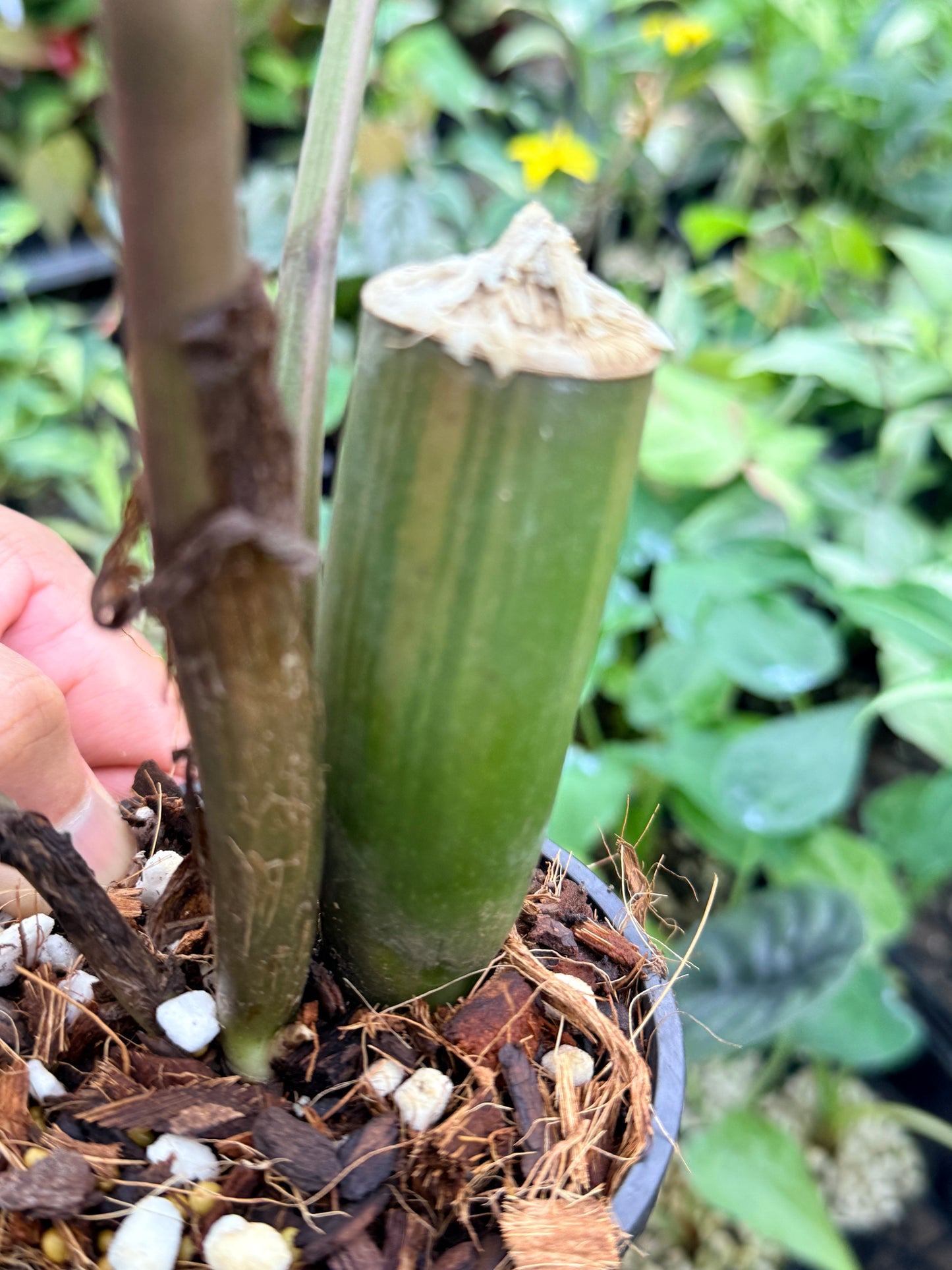 Zamioculcas zamiifolia 'Variegata' M35