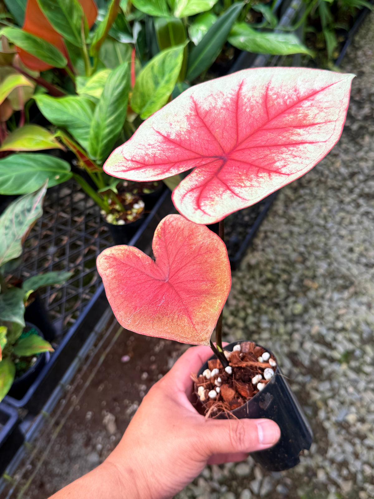 Caladium Hybrid S63