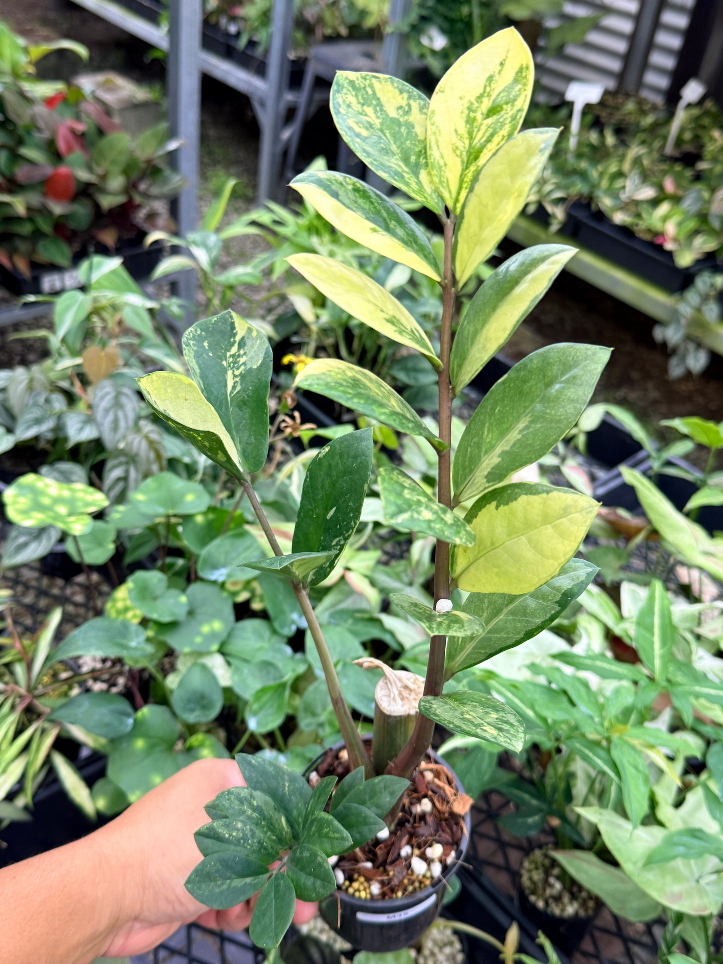 Zamioculcas zamiifolia 'Variegata' M35