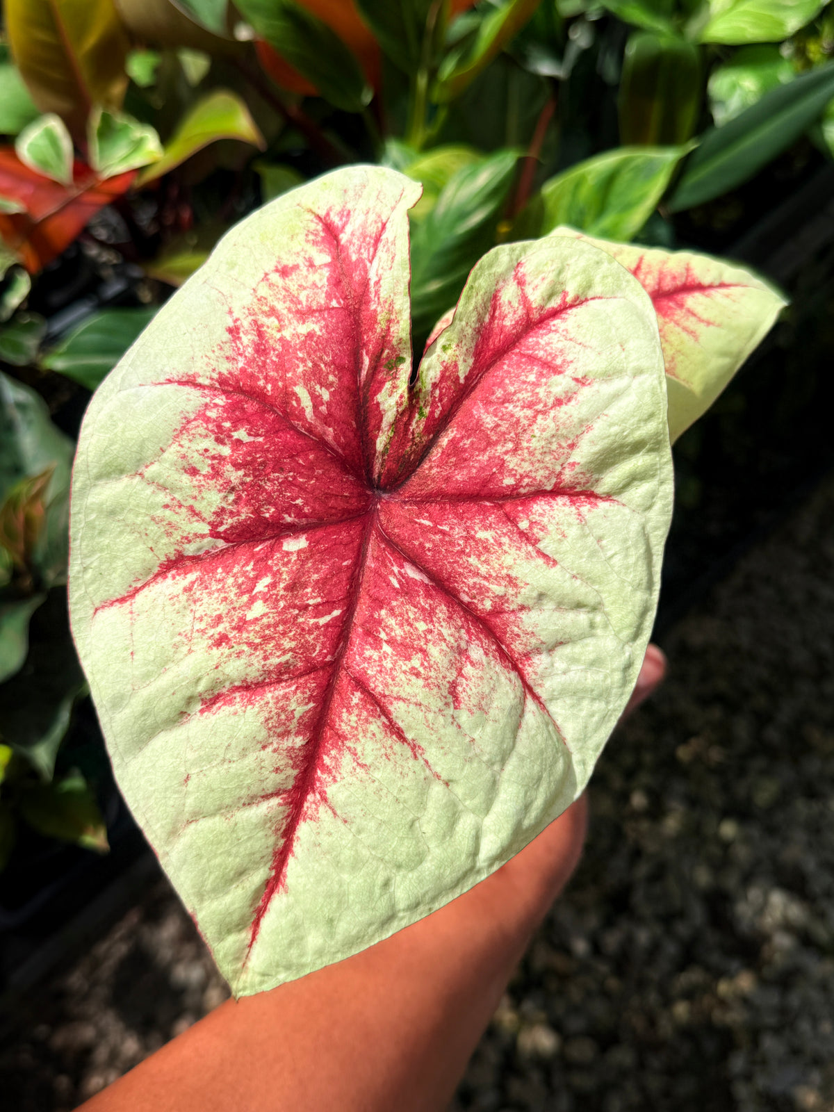 Caladium Hybrid S68