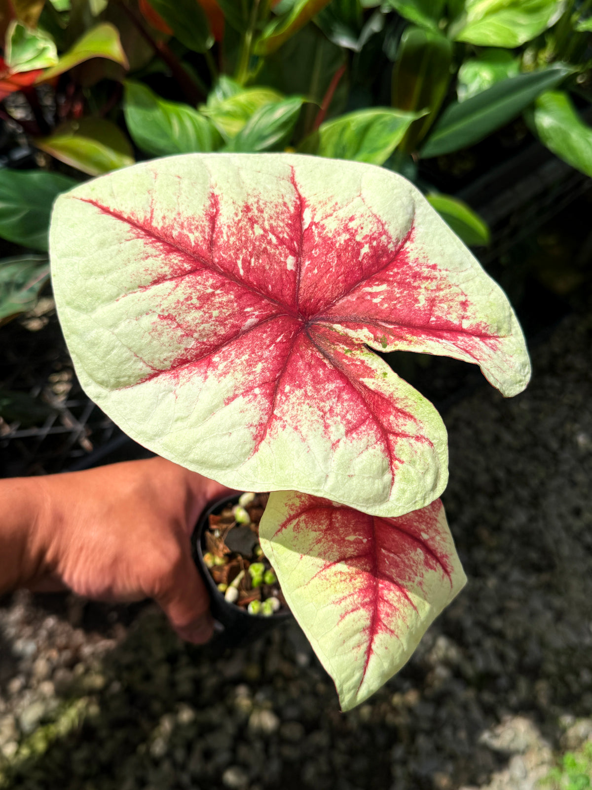Caladium Hybrid S68