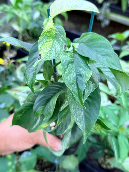 Rhaphidophora 'Puberula Variegated' M51