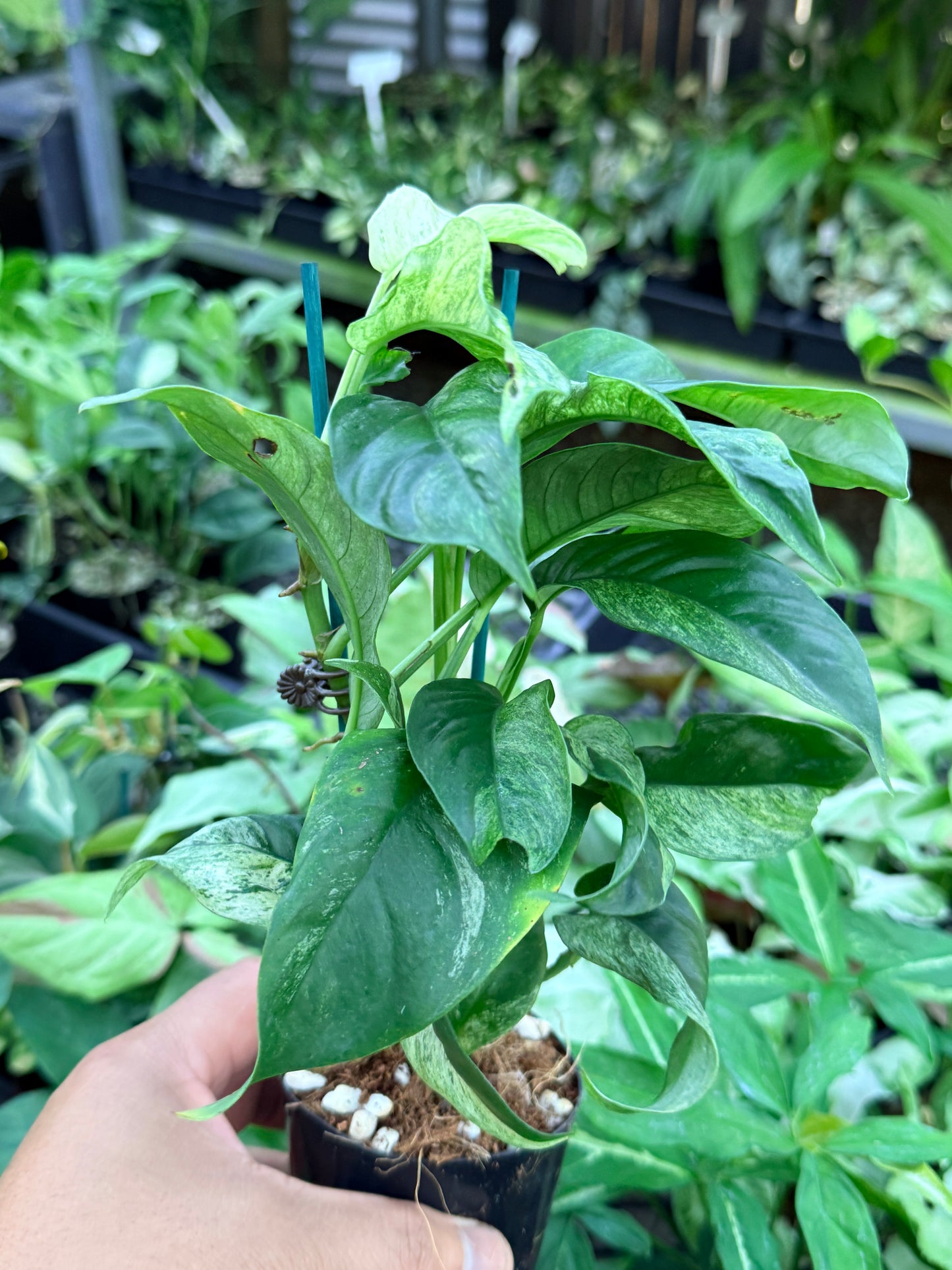 Rhaphidophora 'Puberula Variegated' M51