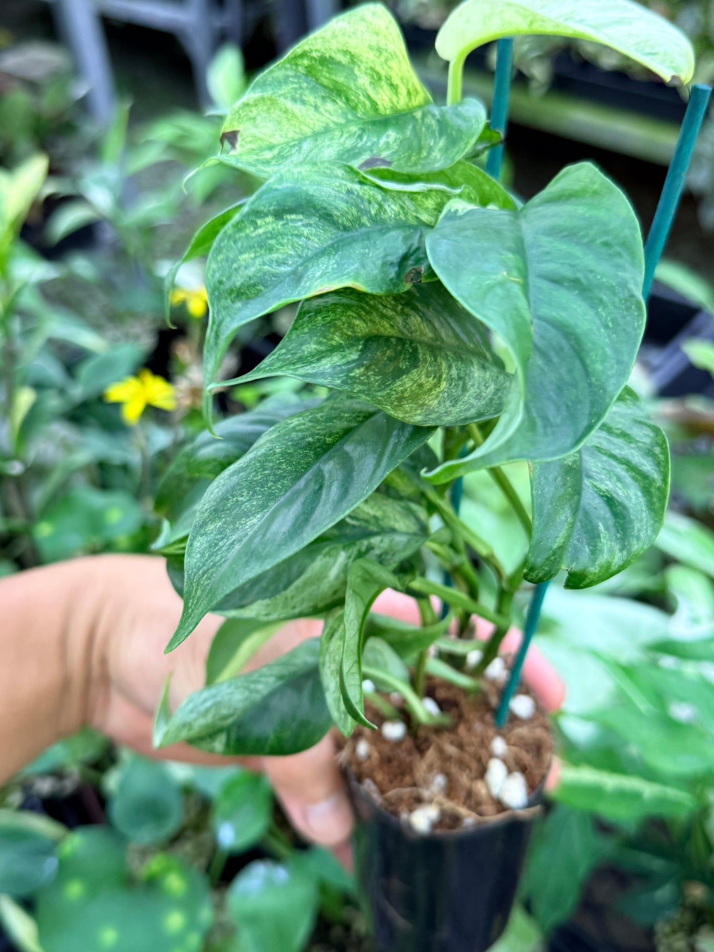 Rhaphidophora 'Puberula Variegated' M51