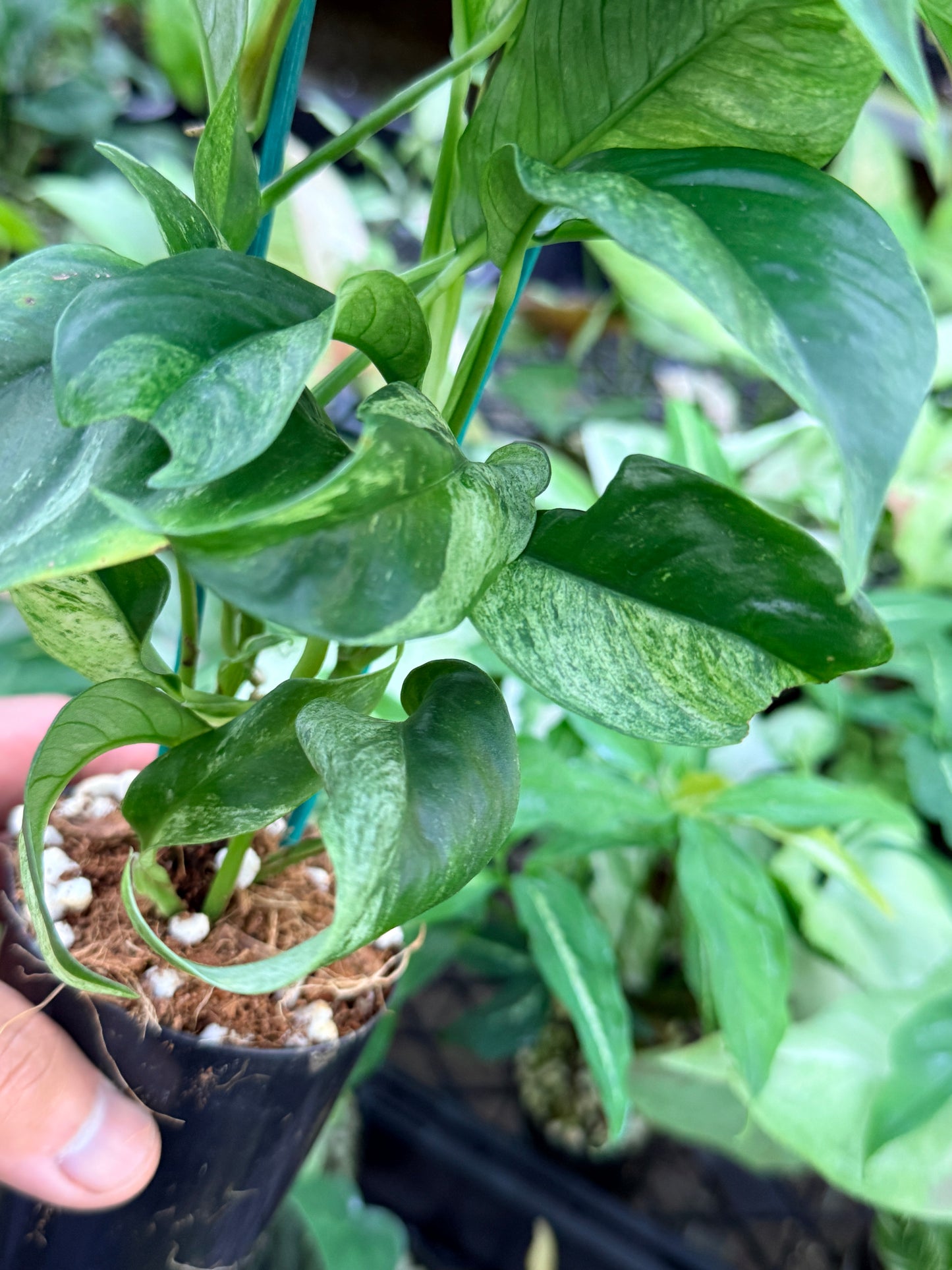 Rhaphidophora 'Puberula Variegated' M51