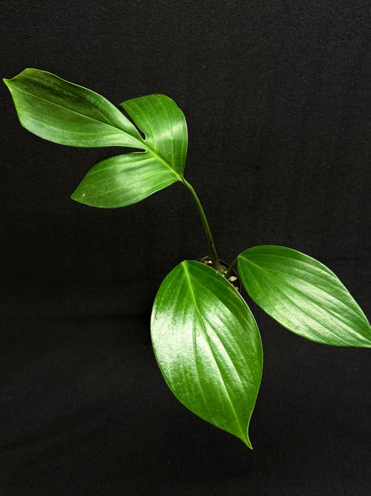 Rhaphidophora Decursiva 'Dragon Tail' G42