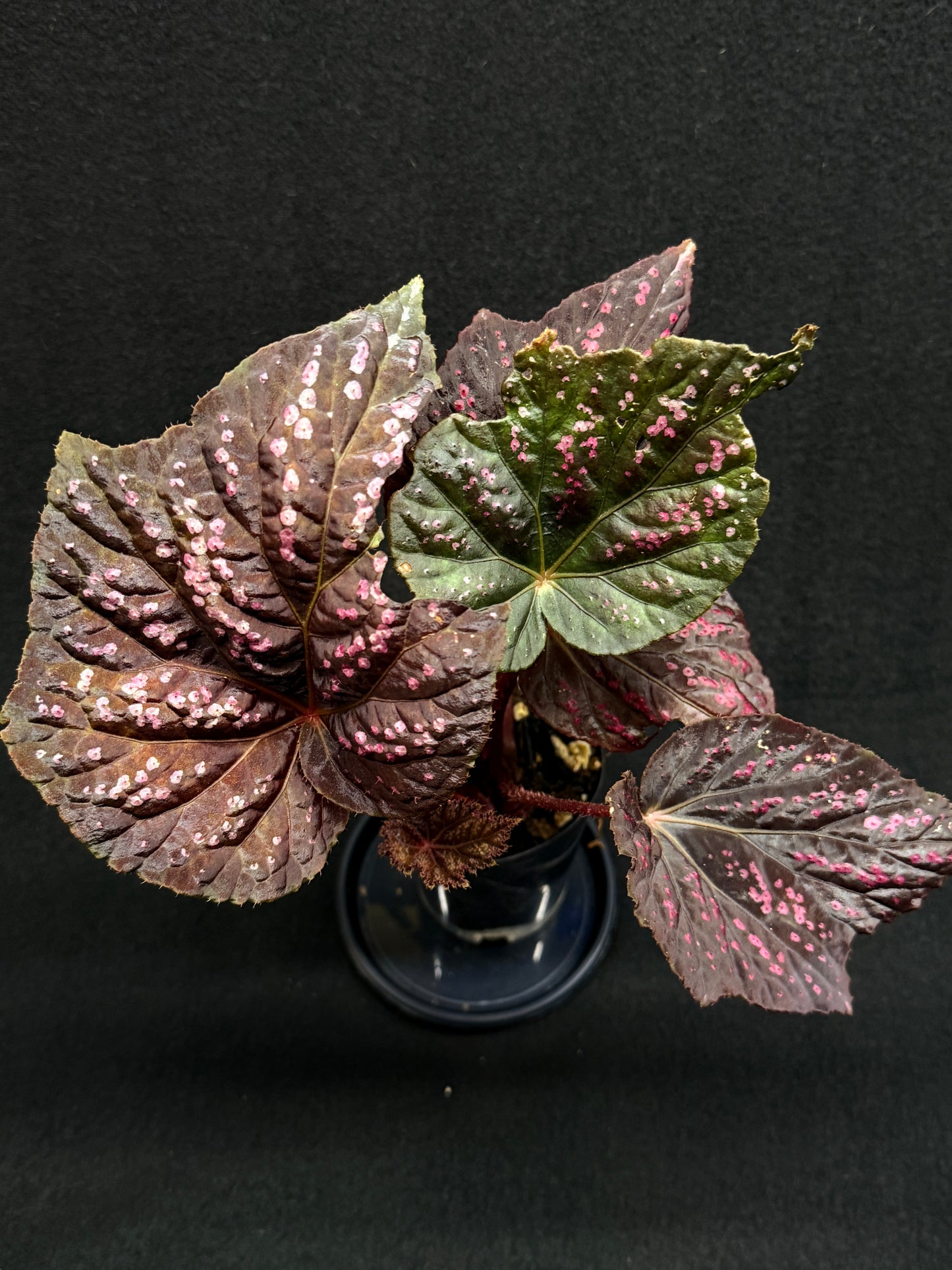 Begonia Cherry Blossom Z40