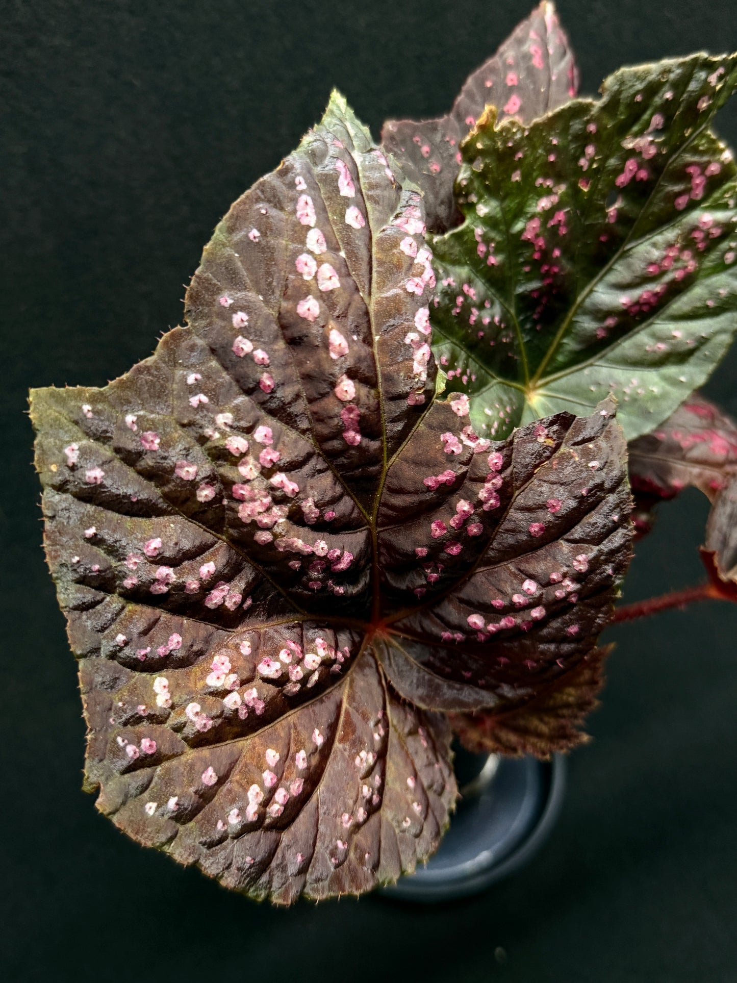 Begonia Cherry Blossom Z40