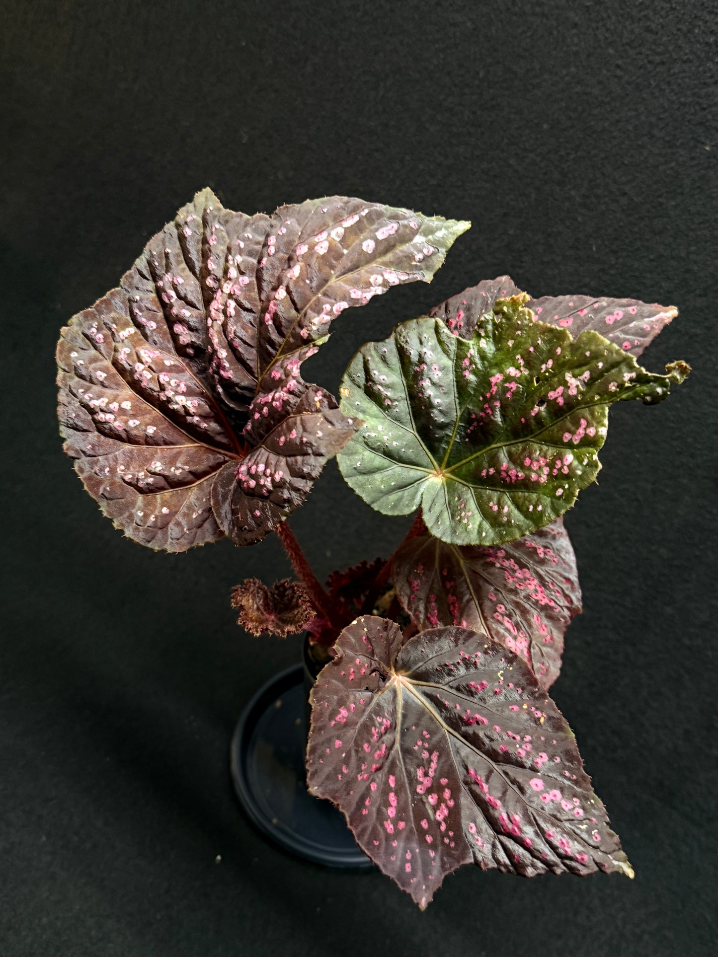 Begonia Cherry Blossom Z40