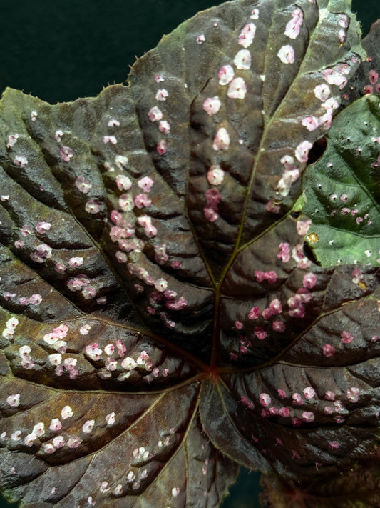 Begonia Cherry Blossom Z40