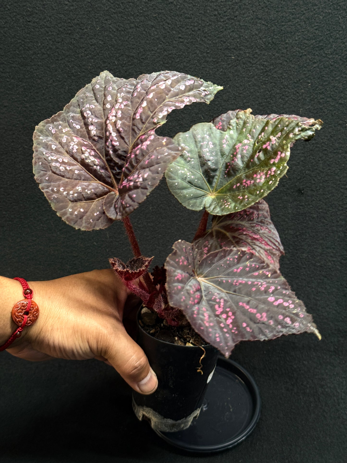 Begonia Cherry Blossom Z40