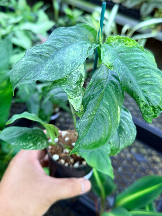 Rhaphidophora 'Puberula Variegated' M49