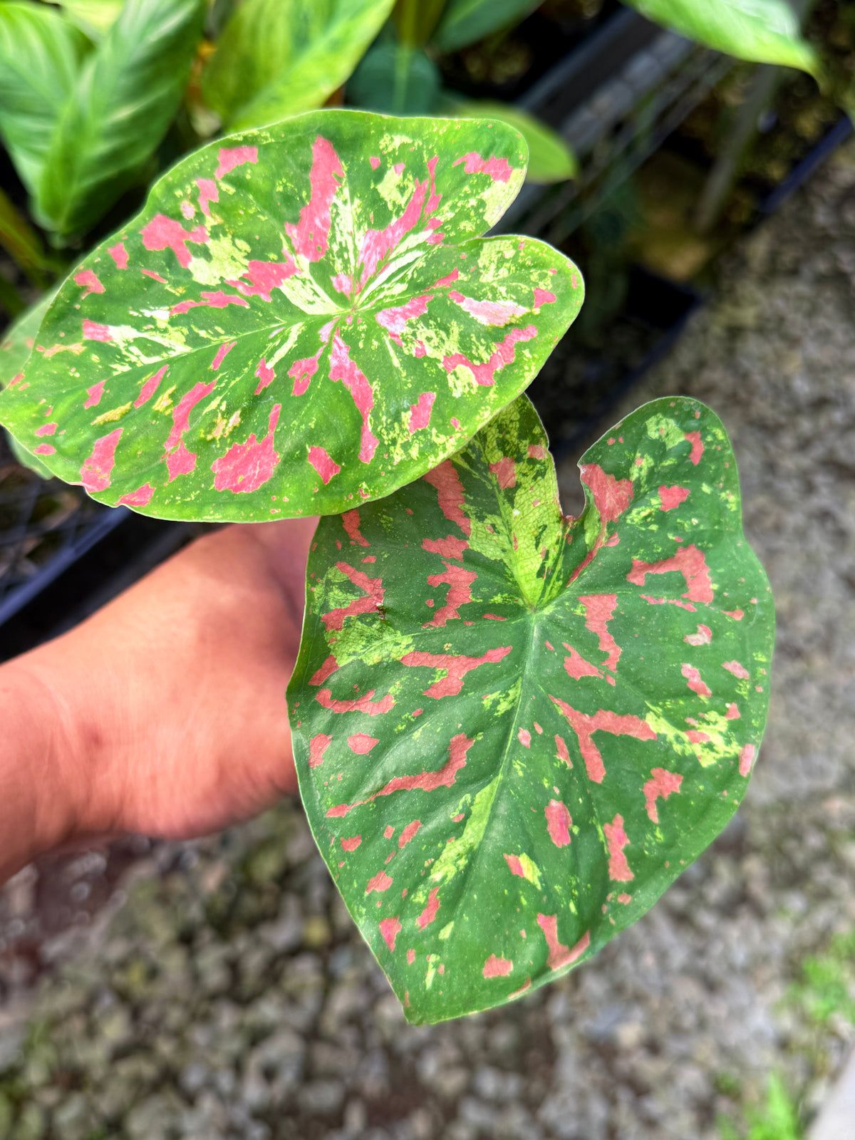 Caladium Hybrid S69