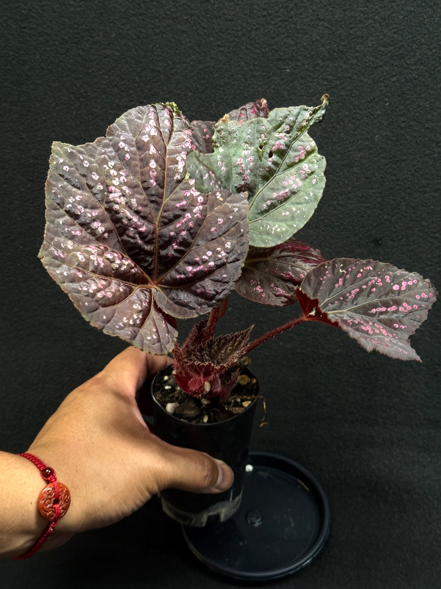 Begonia Cherry Blossom Z40