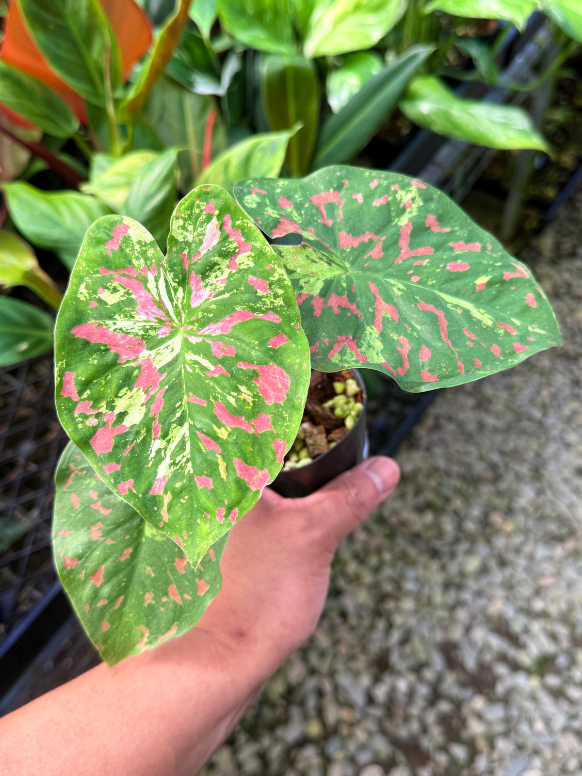 Caladium Hybrid S69