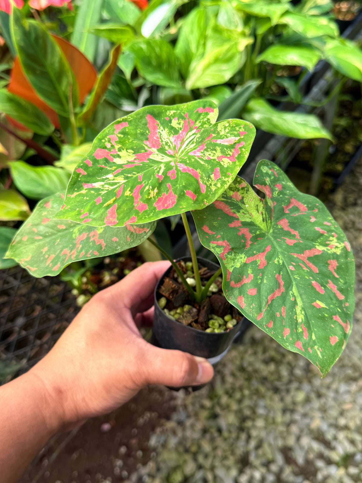 Caladium Hybrid S69