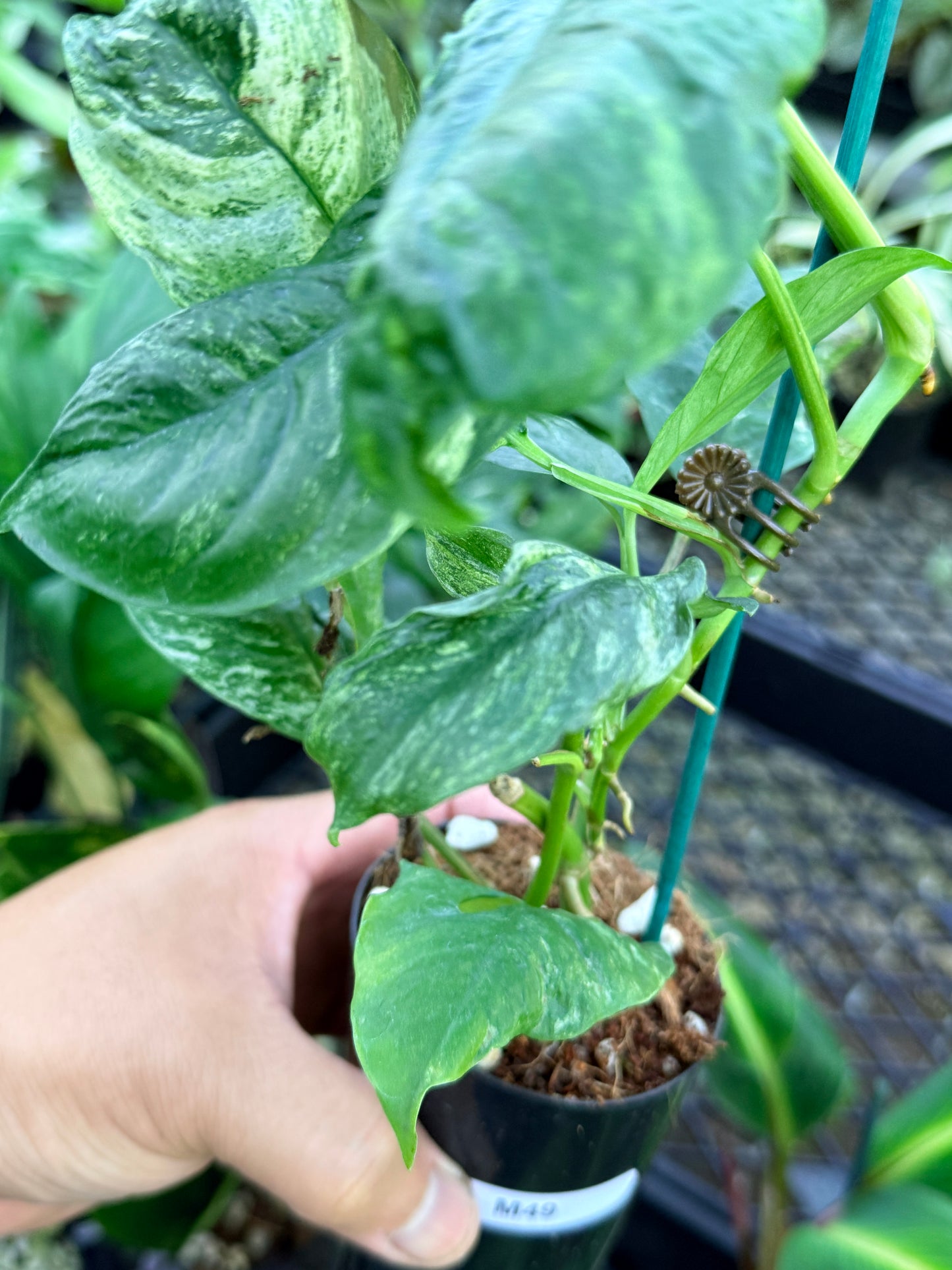 Rhaphidophora 'Puberula Variegated' M49