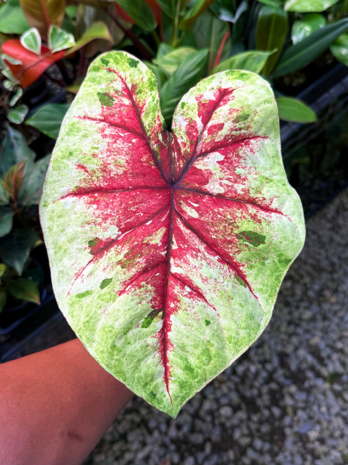 Caladium Hybrid S67