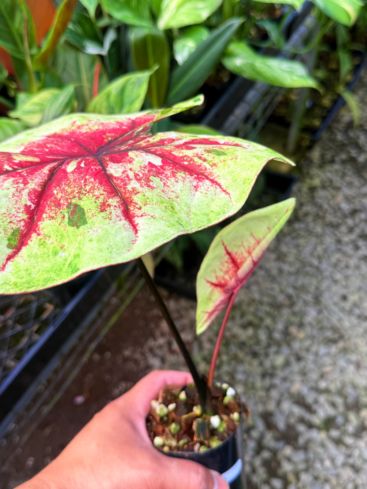 Caladium Hybrid S67