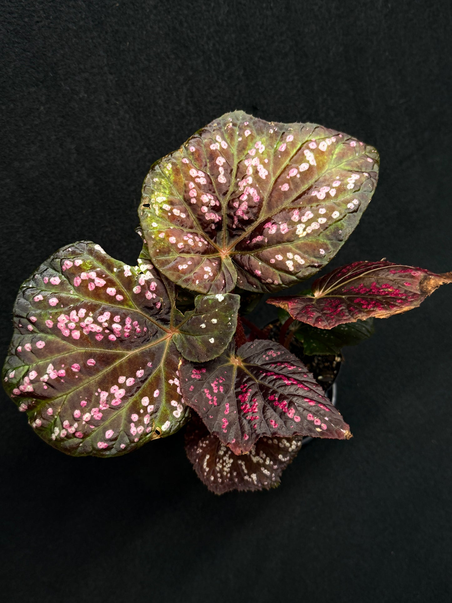 Begonia Cherry Blossom G43