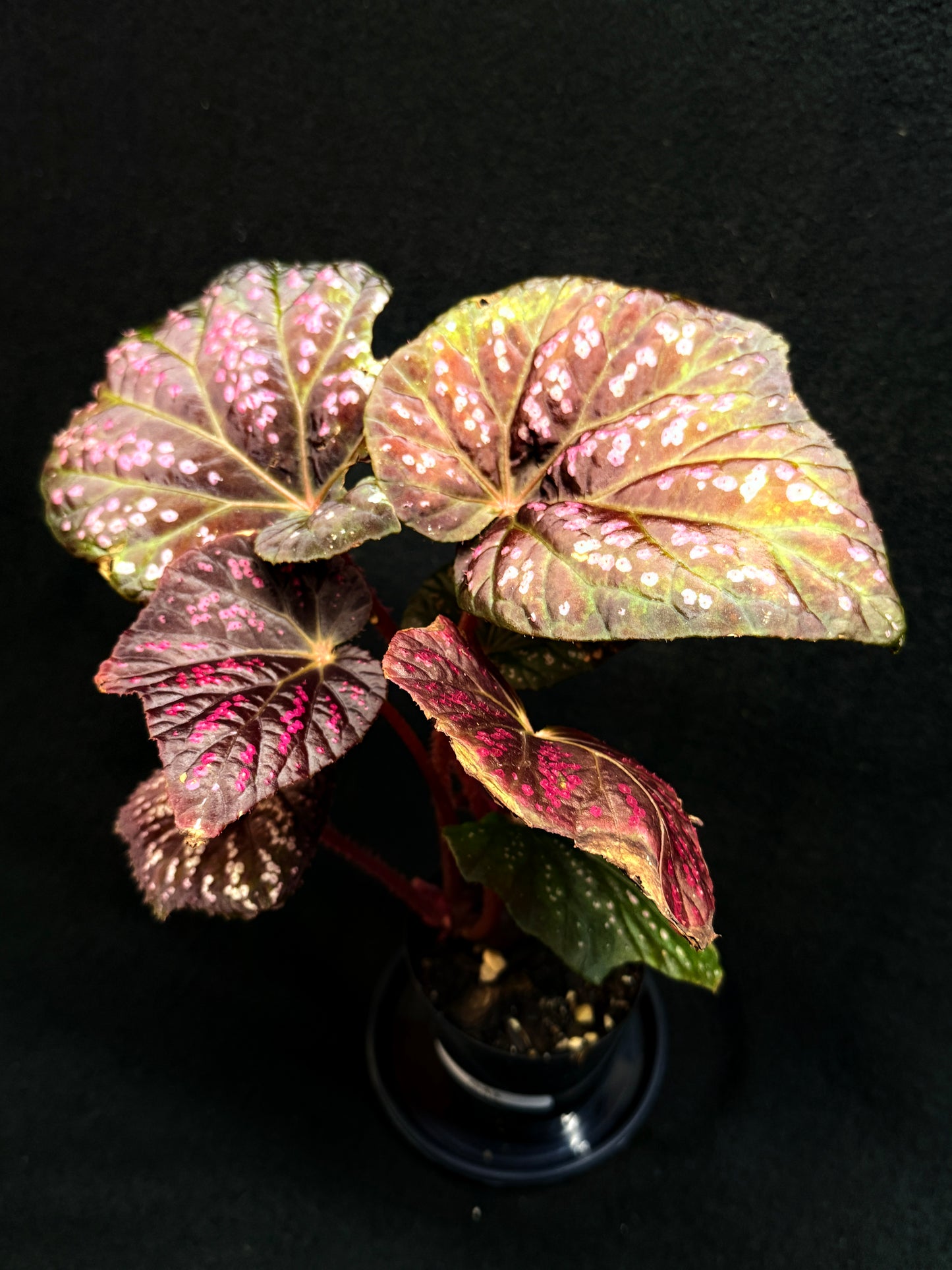 Begonia Cherry Blossom G43